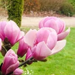 Kép 4/5 - Magnolia 'Sangreal' – Liliomfa