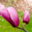 Kép 5/5 - Magnolia 'Sangreal' – Liliomfa