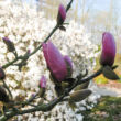 Magnolia 'Sangreal' – Liliomfa