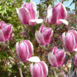 Kép 2/5 - Magnolia soulangeana 'Satisfaction' – Liliomfa