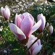Kép 3/5 - Magnolia soulangeana 'Satisfaction' – Liliomfa