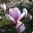 Magnolia 'Satisfaction' – Liliomfa
