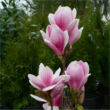 Kép 1/5 - Magnolia soulangeana 'Satisfaction' – Liliomfa