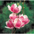 Magnolia 'Satisfaction' – Liliomfa