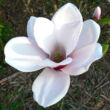 Kép 5/5 - Magnolia soulangeana 'Satisfaction' – Liliomfa