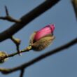 Kép 4/5 - Magnolia sprengeri – Liliomfa