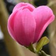 Kép 5/5 - Magnolia sprengeri – Liliomfa