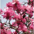 Kép 2/5 - Magnolia sprengeri – Liliomfa
