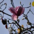 Kép 3/5 - Magnolia sprengeri – Liliomfa