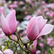 Kép 1/4 - Magnolia 'Star Wars' – Liliomfa