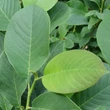 Kép 4/4 - Magnolia 'Star Wars' – Liliomfa