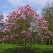Kép 2/4 - Magnolia 'Star Wars' – Liliomfa