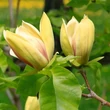 Kép 2/2 - Magnolia 'Sunsation' – Liliomfa