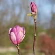 Kép 3/4 - Magnolia 'Sweet Valentine' – Liliomfa