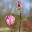 Magnolia 'Sweet Valentine' – Liliomfa
