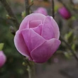 Kép 4/4 - Magnolia 'Sweet Valentine' – Liliomfa