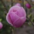 Magnolia 'Sweet Valentine' – Liliomfa
