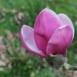 Kép 3/4 - Magnolia 'Theodora' – Liliomfa