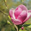Kép 1/4 - Magnolia 'Theodora' – Liliomfa