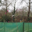 Kép 2/4 - Magnolia 'Theodora' – Liliomfa