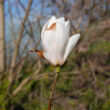 Magnolia 'White Mystery' – Liliomfa