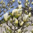 Kép 2/2 - Magnolia denudata 'Yellow River' – Liliomfa