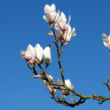 Magnolia zenii – Zen magnólia