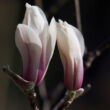 Magnolia zenii – Zen magnólia