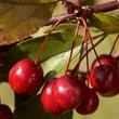 Kép 2/2 - Malus 'Diable Rouge' – Díszalma