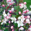 Kép 2/2 - Malus hupehensis – Díszalma
