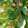 Kép 3/3 - Malus 'Madonna' – Díszalma