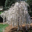 Kép 1/4 - Malus sachalinensis 'Pendula' – Csüngő ágú díszalma
