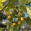 Kép 2/4 - Malus sachalinensis 'Pendula' – Csüngő ágú díszalma