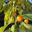 Kép 3/4 - Malus sachalinensis 'Pendula' – Csüngő ágú díszalma