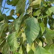 Kép 4/4 - Malus sachalinensis 'Pendula' – Csüngő ágú díszalma