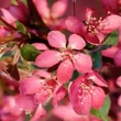 Kép 1/2 - Malus toringo 'Freja' – Díszalma