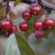 Kép 2/2 - Malus toringo 'Freja' – Díszalma