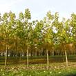 Kép 3/5 - Paulownia Cotevisa2 - Fagytűrő császárfa