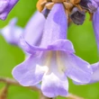 Kép 1/2 - Paulownia fortunei 'April Light'® – Császárfa