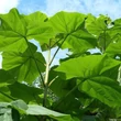 Kép 2/2 - Paulownia fortunei 'April Light'® – Császárfa