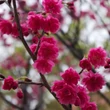 Kép 2/2 - Prunus campanulata – Díszcseresznye