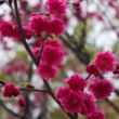 Prunus campanulata – Díszcseresznye