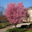 Kép 1/3 - Prunus (x incam) campanulata 'Okame' - Díszcseresznye