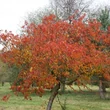 Kép 2/3 - Prunus (x incam) campanulata 'Okame' - Díszcseresznye