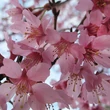Kép 3/3 - Prunus (x incam) campanulata 'Okame' - Díszcseresznye