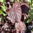 Kép 2/2 - Prunus cerasifera 'Woodii' - Vérszilva