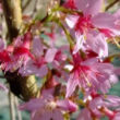 Prunus incisa 'Paean' – Fuji cseresznye