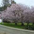 Kép 2/2 - Prunus 'Kornicensis'