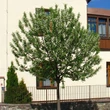 Kép 2/2 - Prunus padus 'Nana' – Törpe zelnicemeggy