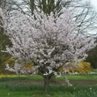 Kép 4/4 - Prunus 'Pandora' – Világos rózsaszín virágú díszcseresznye